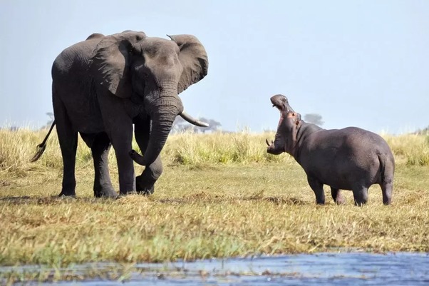 Фотография слона рядом с бегемотом.